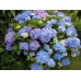 Гортензия Hydrangea Blue Wonder